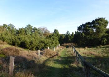 Schermbecker Wachholderheide