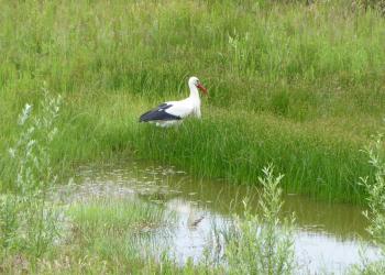 Teich mit Storch